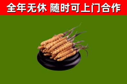 简阳回收散虫草