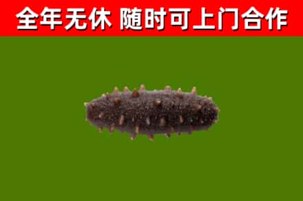 简阳回收海参干